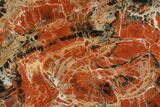 Polished Petrified Wood (Araucarioxylon) Slab - Arizona #117238-1